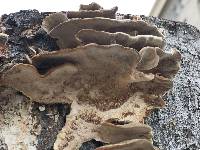 Trametes versicolor image