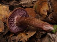 Laccaria amethysteo-occidentalis image