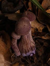 Laccaria amethysteo-occidentalis image