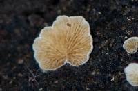 Image of Crepidotus lundellii