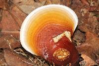 Ganoderma lucidum image