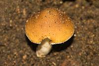 Psathyrella candolleana image