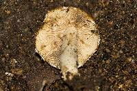 Psathyrella candolleana image