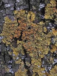 Xanthoria parietina var. parietina image