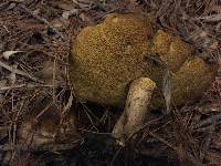 Suillus pungens image