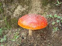 Amanita muscaria image