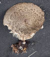 Chlorophyllum olivieri image