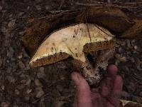 Suillus pungens image