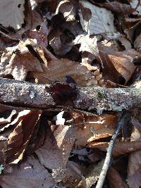 Auricularia auricula-judae image