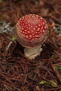 Amanita muscaria image