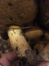 Suillus pungens image