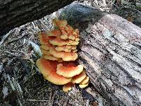 Laetiporus sulphureus image