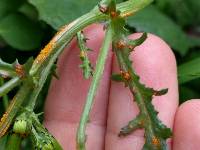 Puccinia lagenophorae image