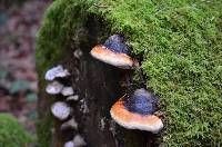 Fomitopsis pinicola image