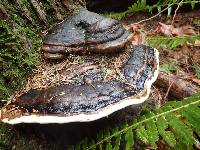 Ganoderma applanatum image