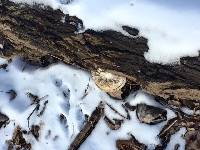 Trametes versicolor image