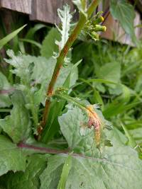 Puccinia lagenophorae image