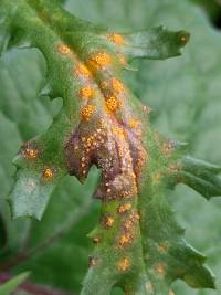 Puccinia lagenophorae image