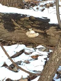 Trametes versicolor image