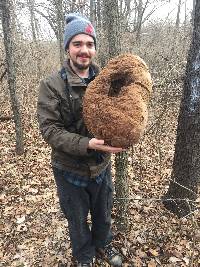 Calvatia gigantea image