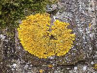 Xanthoria parietina var. parietina image