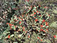 Cladonia cristatella image