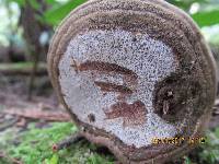 Ganoderma applanatum image