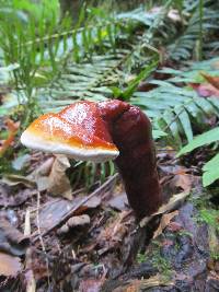 Ganoderma oregonense image