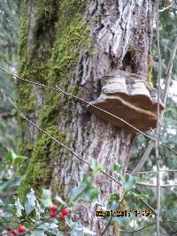 Fomes fomentarius image