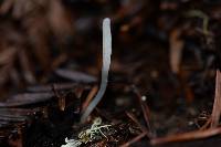 Clavaria falcata image