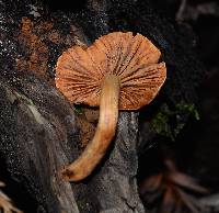 Pholiota astragalina image