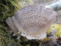 Trametes versicolor image