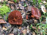 Lactarius rufulus image