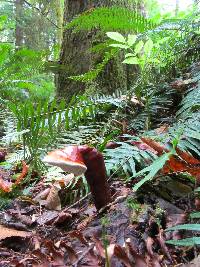 Ganoderma oregonense image