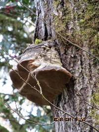 Fomes fomentarius image