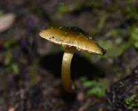 Hygrocybe psittacina var. psittacina image