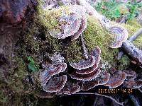 Trametes versicolor image