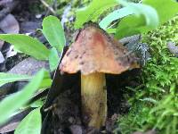 Hygrocybe singeri image