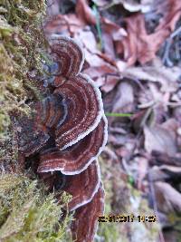 Trametes versicolor image