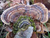 Trametes versicolor image