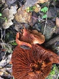 Lactarius rufulus image