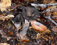 Craterellus cornucopioides image