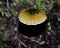 Hygrocybe psittacina var. psittacina image