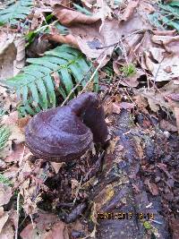 Ganoderma oregonense image