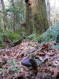 Ganoderma oregonense image