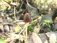 Psathyrella atrospora image