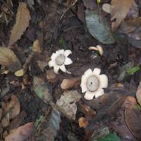 Geastrum saccatum image