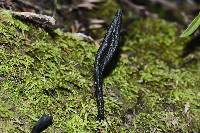 Trichoglossum hirsutum image