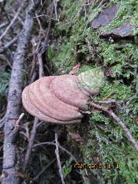 Ganoderma applanatum image