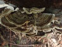 Trametes versicolor image